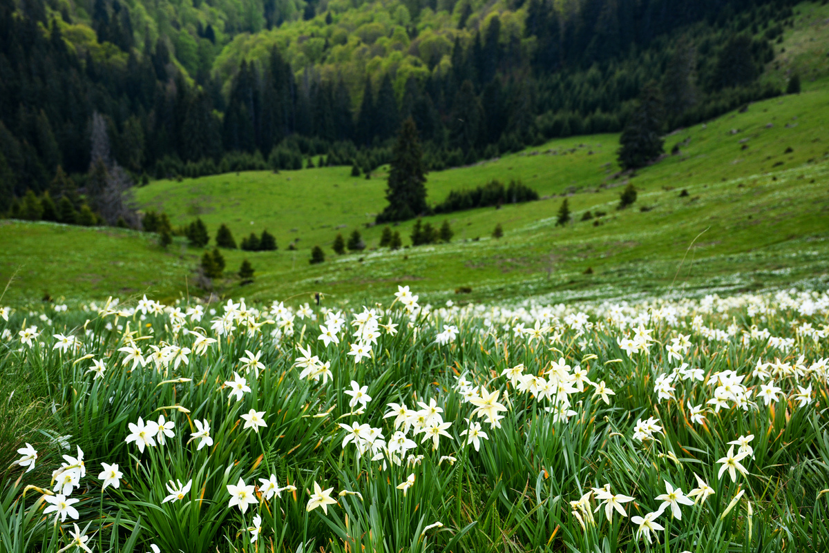 The Tomnatec Daffodils Meadow – Sehleanu Nature Reserve 