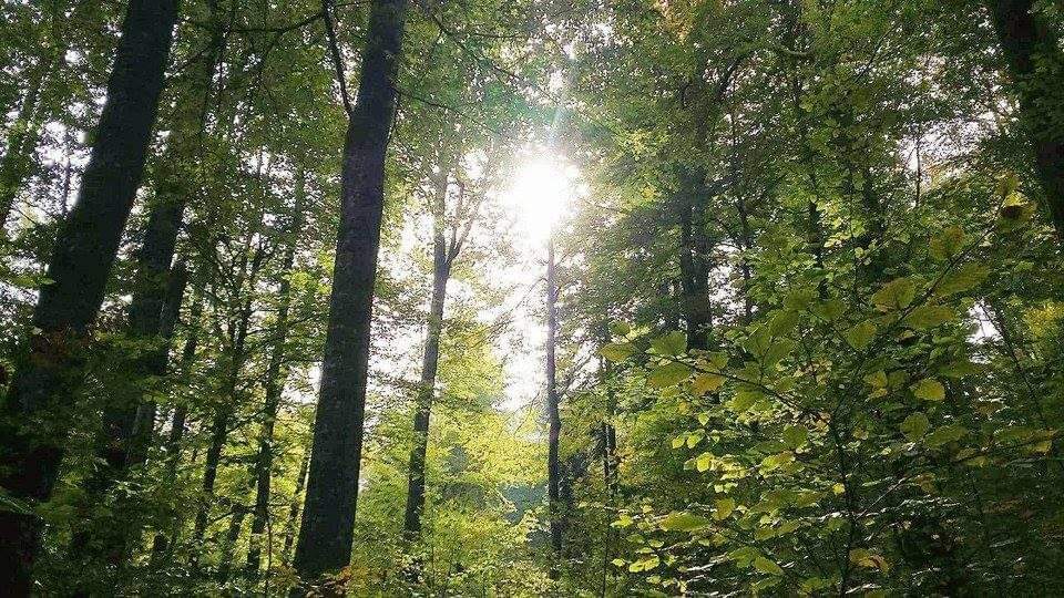 The secular forests of Strâmbu-Băiuț